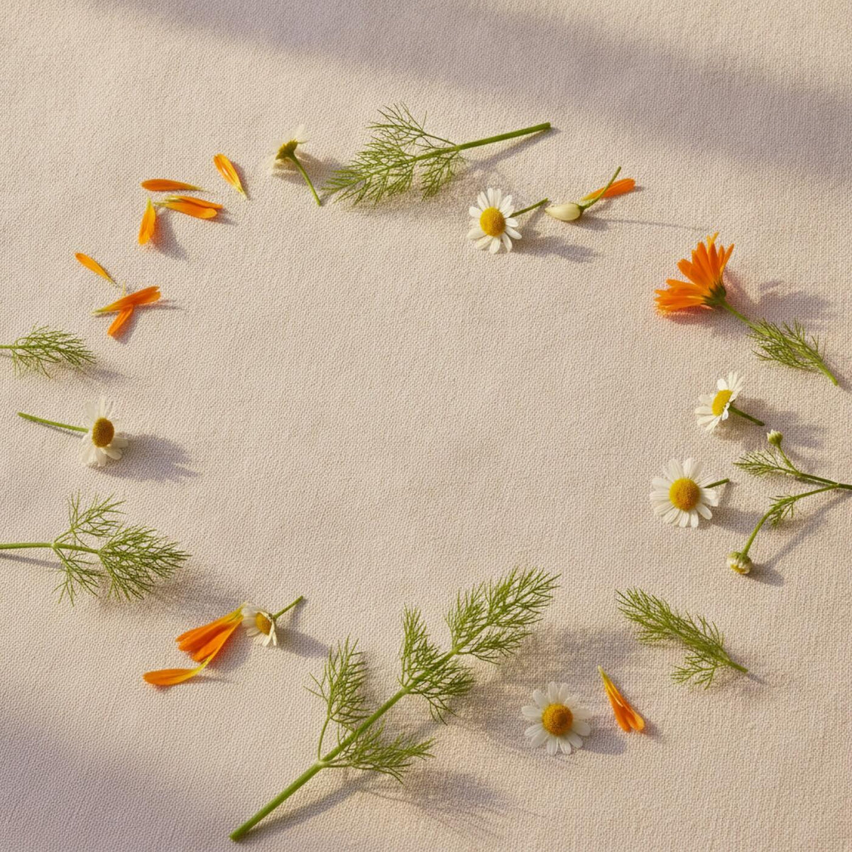 Fennel, chamomile and calendula botanicals on cream linen